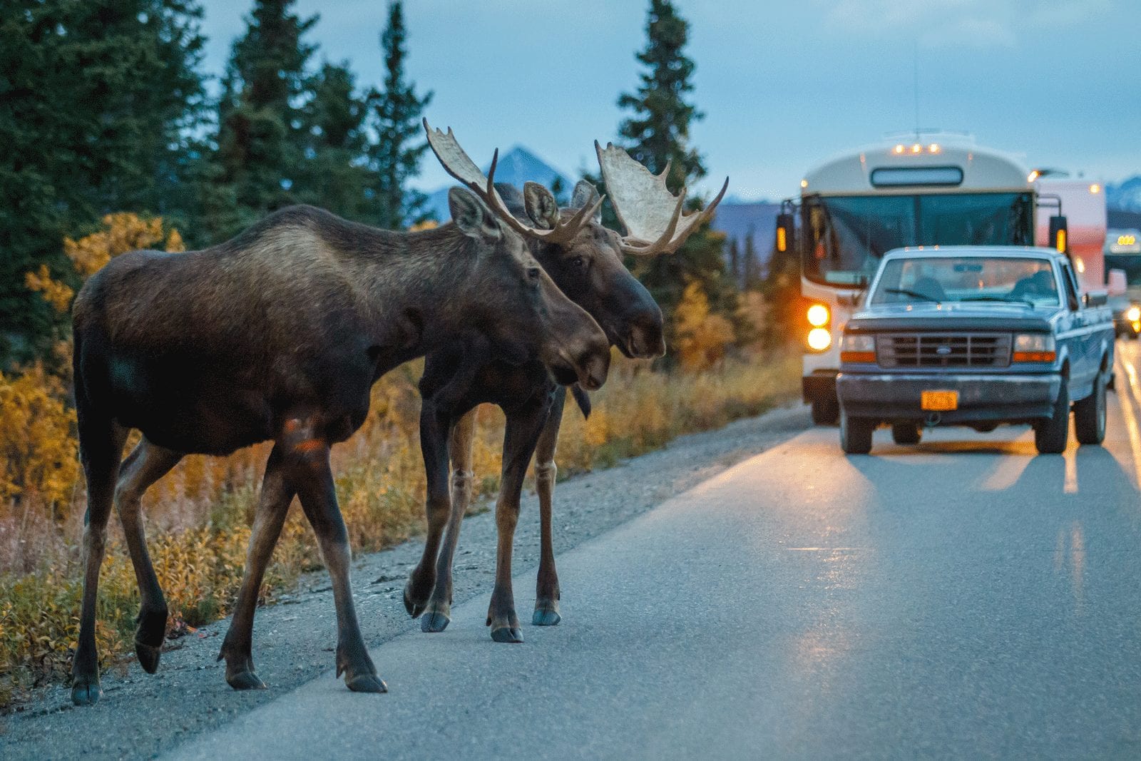 moose crossing a street in Alaska