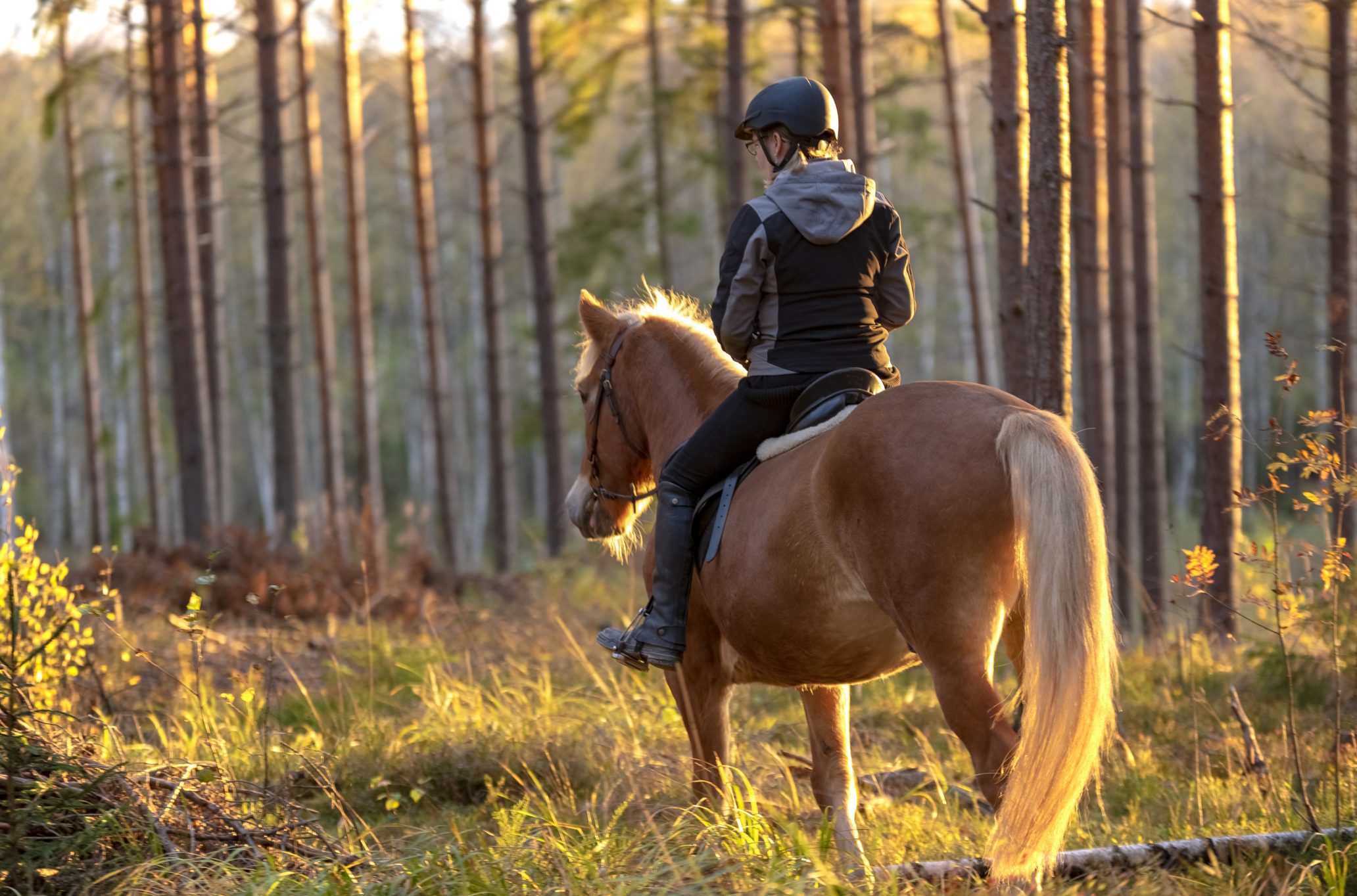 Woman horseback riding in forest